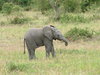 Baby Elephant
