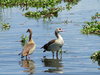 Egyptian Geese