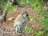 Vervet Monkey
