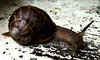 slow & slippery