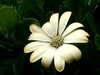 White margerit