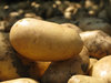 farm potatoes
