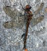 Dragonflies
