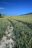 Ripening wheat