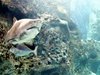 shark