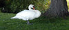Swan