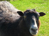 On the moors - black sheep