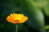 marigold
