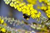 Bumblebee