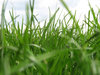 Grass