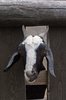 Goat Looking Through Fence