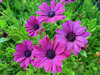 Purple daisies