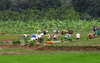 Planters in the Paddy field