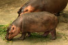 Hippo calf