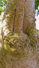Funny tree trunk