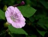 Bindweed