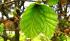 Beech leaves