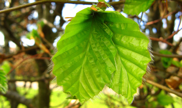Beech leaves: 190409