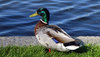 Mallard duck