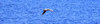 Black-headed gulls