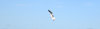 Black-headed gulls