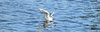 Black-headed gulls