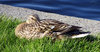 Duck 2