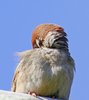 Sparrow