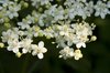 Elderberries