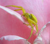 ARACHNID ATTACKS