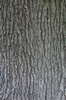 TEXTURE, MAPLE-DARK
