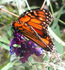 MONARCH ON BUTTERFLY BUSH