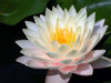 HARDY WATERLILY