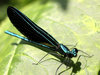 GREEN DAMSELFLY