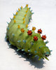CECROPIA LARVAE 3