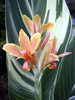 STUTTGART CANNA 3