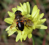 HONEYBEE