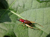 COLORFUL CRICKET
