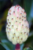 SOUTHERN MAGNOLIA SEED POD