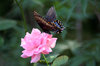 BLACK SWALLOWTAIL ON PINK ROSE