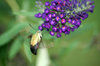 BUMBLE BEE MOTH C