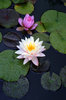 LILIES AFTER THE RAIN