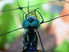 DRAGONFLY MACRO