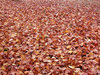 SEA OF LEAVES
