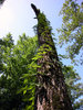 VA. CREEPER ON TREE