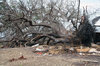 KATRINA 10