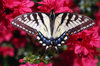 TIGER ON AZALEA