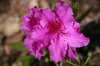 MAGENTA AZALEA BLOSSOM