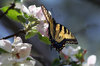 BUTTERFLY ON APPLE TREE