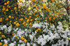 KERRIA AND WHITE AZALEA 2